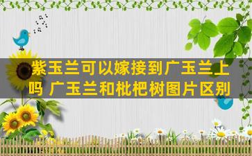 紫玉兰可以嫁接到广玉兰上吗 广玉兰和枇杷树图片区别